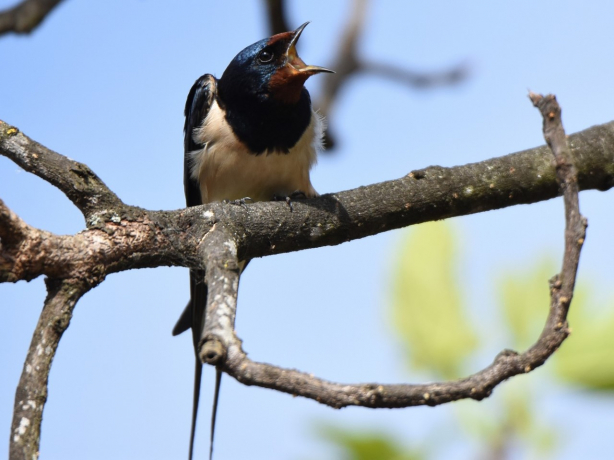 Hirondelle rustique posée sur une branche, le bec ouvert